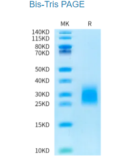人类LSR蛋白低价来袭！