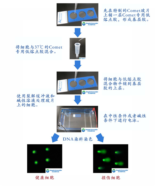 Cell Biolabs丨氧自由基抗氧化能力（ORAC）检测试剂盒简单快捷
