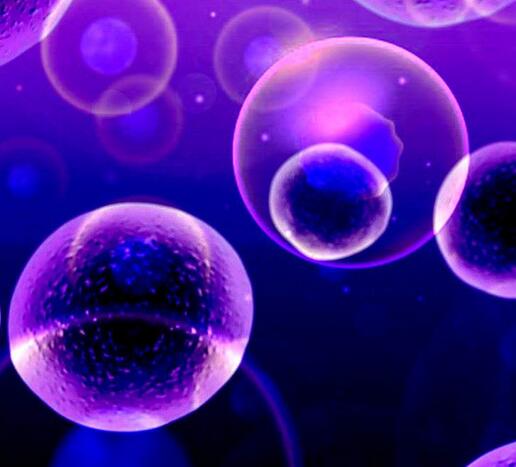 羊膜干细胞可分泌大量的细胞因子参与免疫调节功效