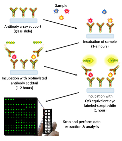 非人灵长类细胞因子阵列GS1：优质供应，超低价格