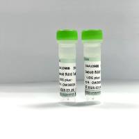 Seebio®热启动Taq酶qPCR预混液(2X) (UDG plus)