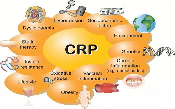 艾美捷C-反应蛋白（CRP）ELISA试剂盒多种属研究方案