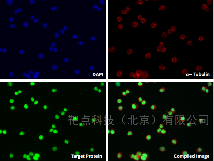悬浮细胞免疫荧光专用玻片使用解决方案文献参考