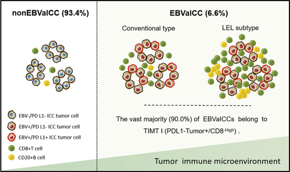 研究发现EB病毒相关性肝内胆管细胞癌的肿瘤基因组突变特征