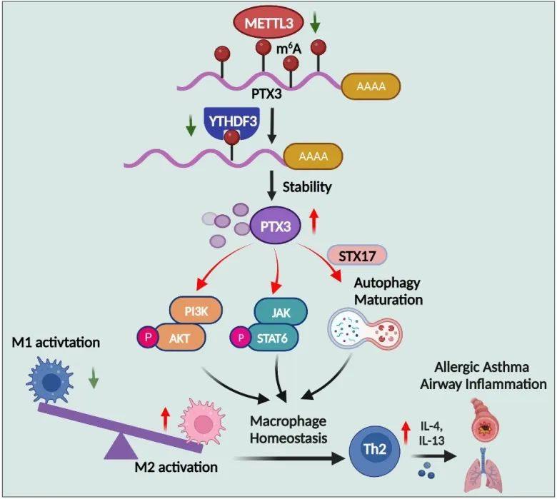 图2. 过敏性哮喘中受m6A控制的巨噬细胞稳态的工作模型.jpg