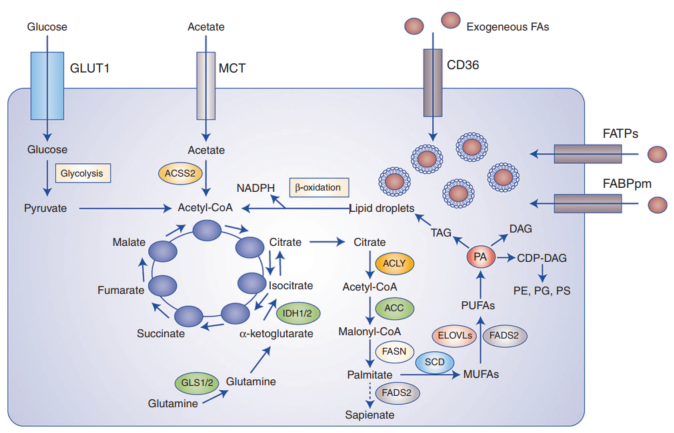BJC | 癌症中脂肪酸代谢的重编程