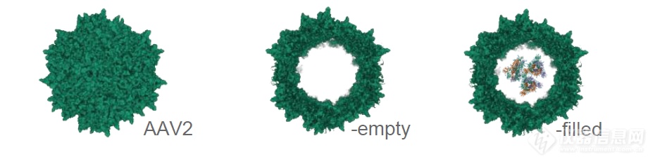【AAV】DLS+SEC+DSC多种技术结合，助力AAV基因递送载体的表征