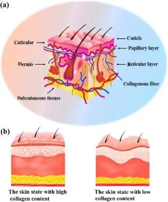 注射医美材料全面解析—胶原蛋白