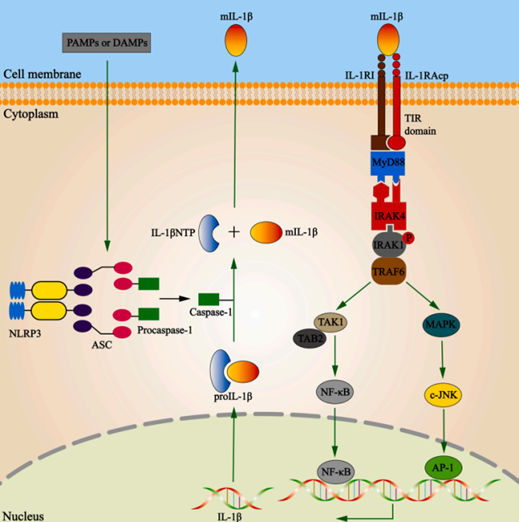 Elabscience靶标解读丨促炎细胞因子 IL-1β