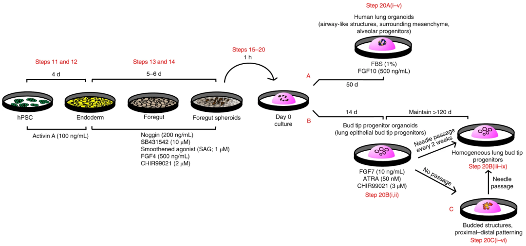 近岸类器官课堂-会呼吸的类器官