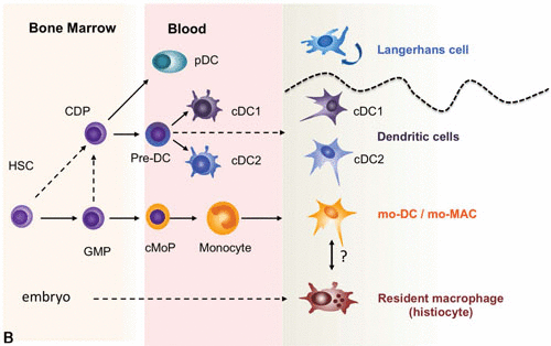 免疫鼠鼠大军来袭，快来pick你喜欢的队伍