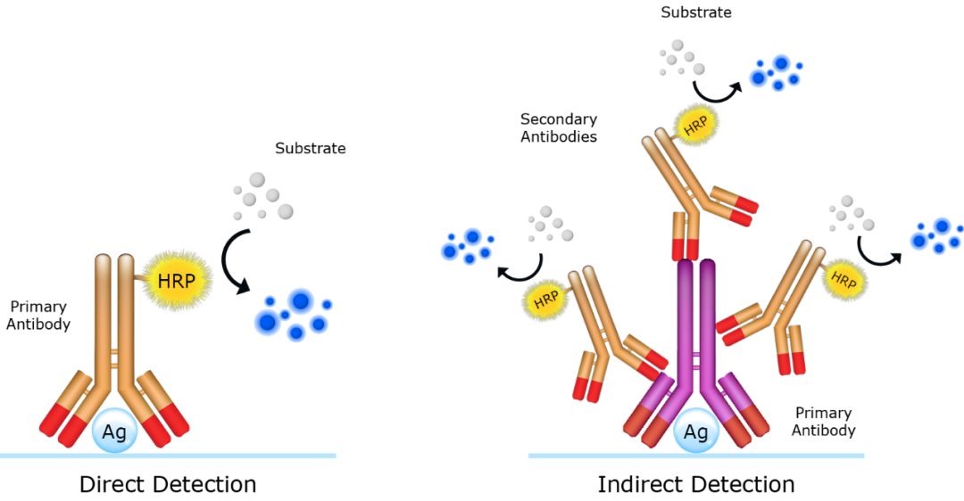 Elisa实验分享：ELISA测定及三种测定方法介绍