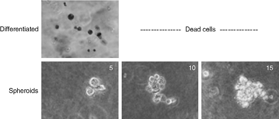 浅谈肿瘤干细胞与肿瘤球培养