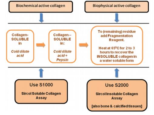 Nature,PNAS都在用的艾美捷胶原蛋白检测试剂盒,超1k文献验证 Nature,PNAS都在用的艾美捷胶原蛋白检测试剂盒,超1k文献验证