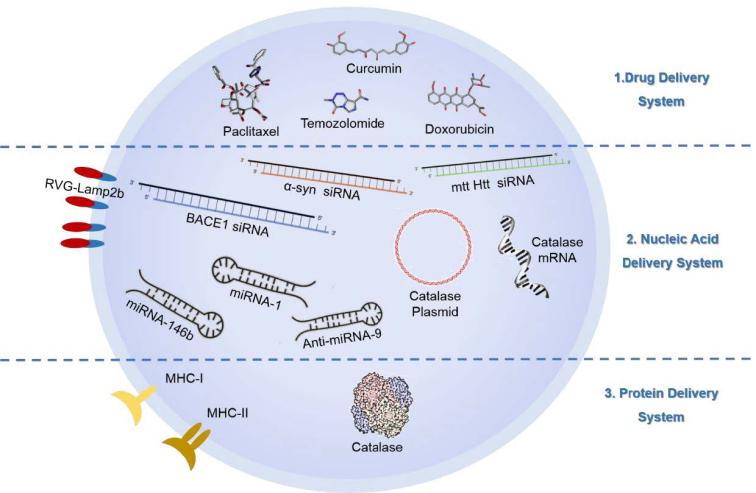 外泌体#4：外泌体载药方式大合集