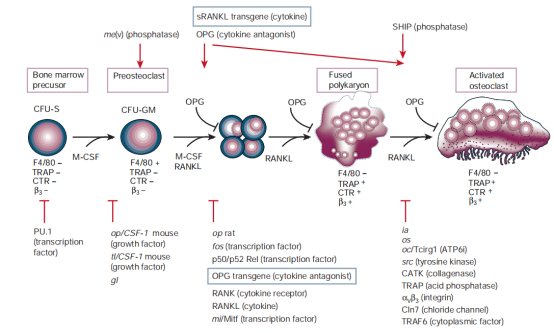 破骨细胞培养高成功率的关键——高活性RANKL和M-CSF