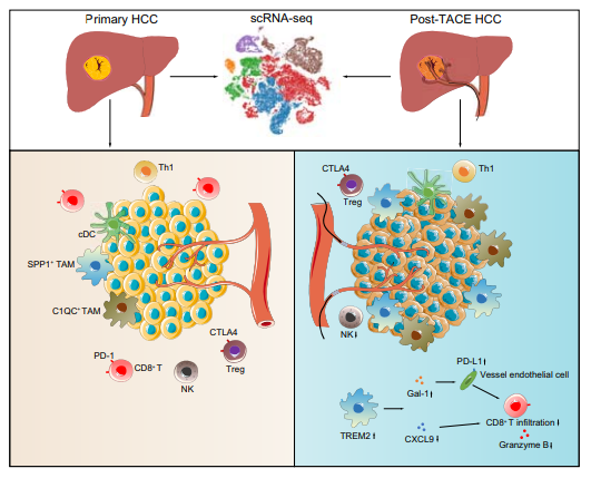 【本月之星】AMPK、TREM2、p53 基因敲除细胞