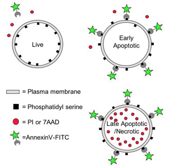 细胞凋亡检测研究：Annexin V如何解决？