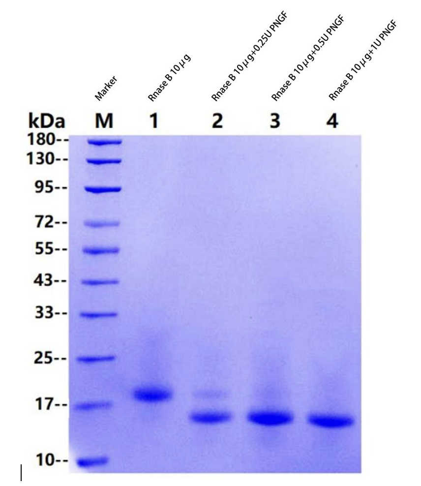 N-聚糖分析解决方案