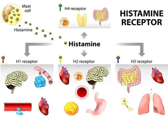 激动剂抑制剂全推荐——组胺受体阻断剂