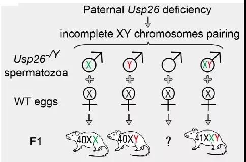 基因编辑小鼠助力生殖研究