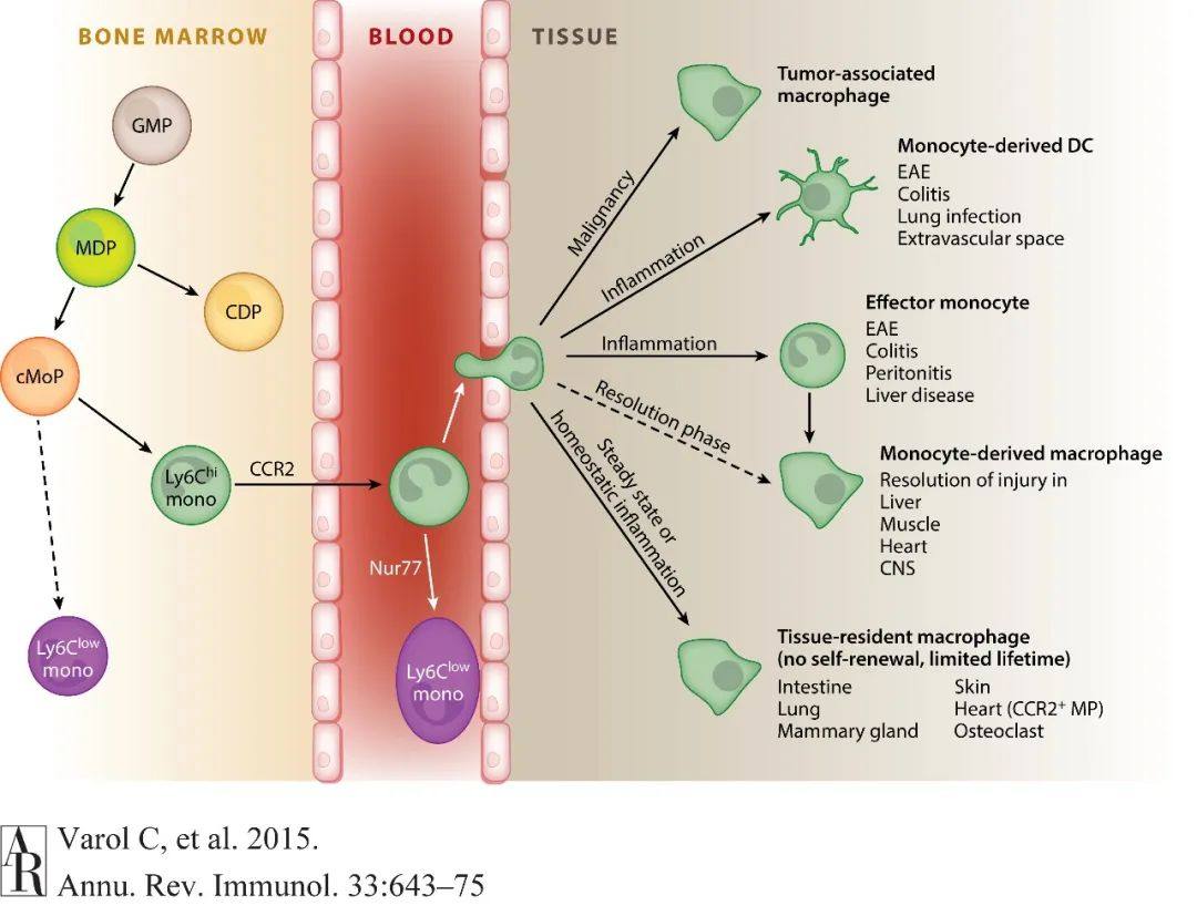免疫鼠鼠大军来袭，快来pick你喜欢的队伍