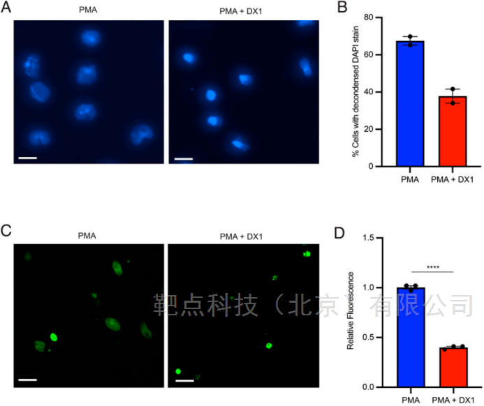 悬浮细胞免疫荧光专用玻片使用解决方案文献参考
