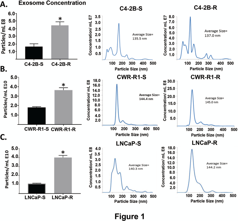 syntaxin 6 介导的外泌体分泌调节前列腺癌中的恩扎鲁胺耐药性