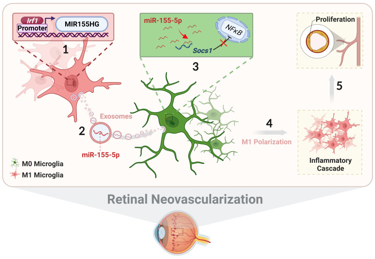 外泌体技术服务 外泌体技术服务