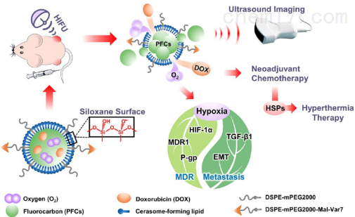 文献解读|高强度聚焦超声响应的超稳定全氟化碳硅质体纳米液滴可用于减轻肿瘤多药耐药性和上皮-间充质转化