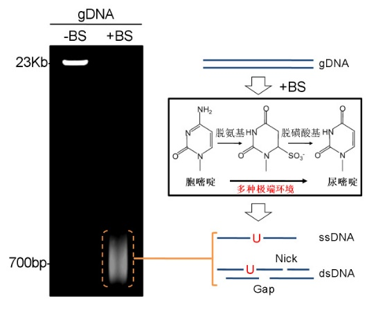 转化率99.8%！翌圣亚硫酸氢盐转化试剂盒重磅上市！