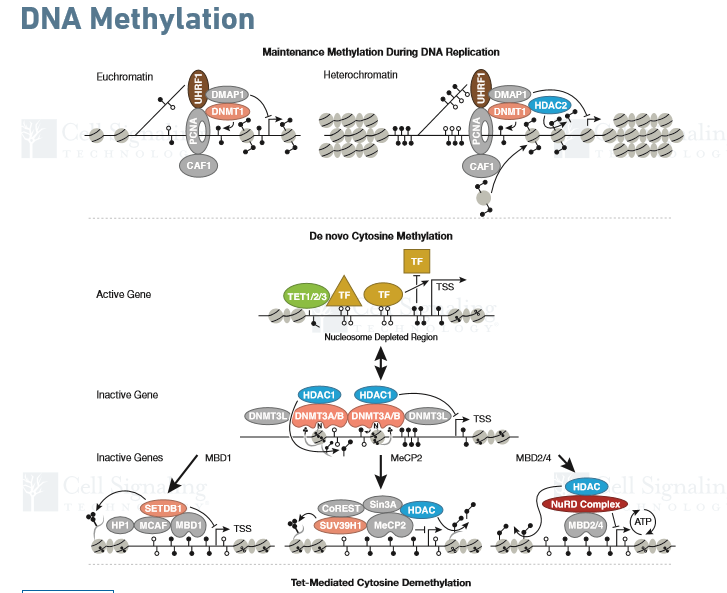 Absin通路抑制剂系列——DNA甲基化