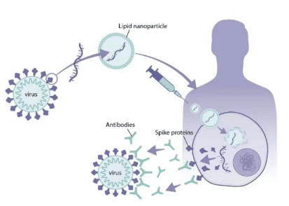 mRNA合成一站式解决方案