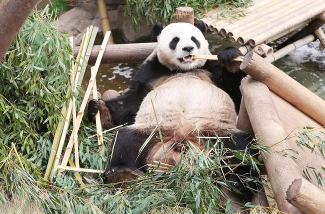 客户案例 | 大熊猫为何对竹子如此偏爱？原来这与其肠道微生物适应性响应有关