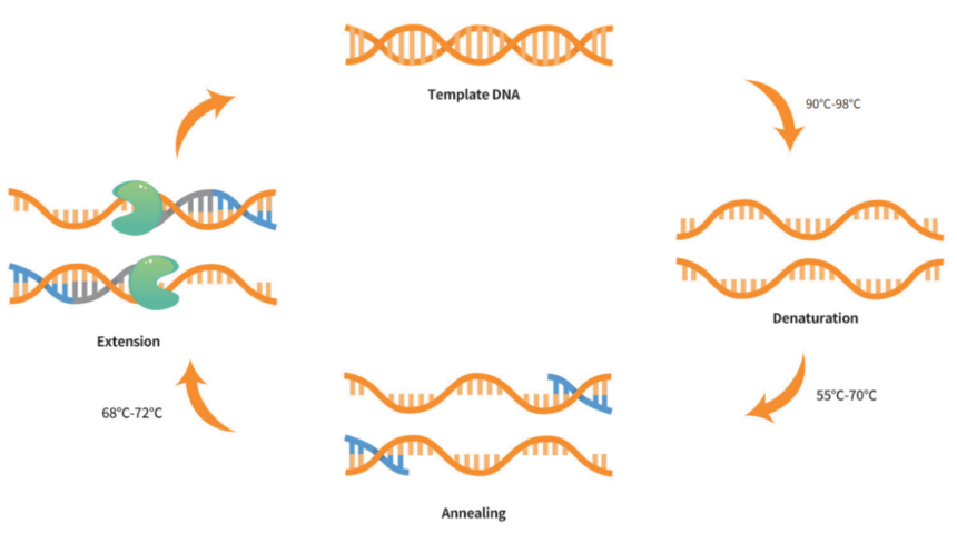 干货分享 | 常用PCR技术及原理