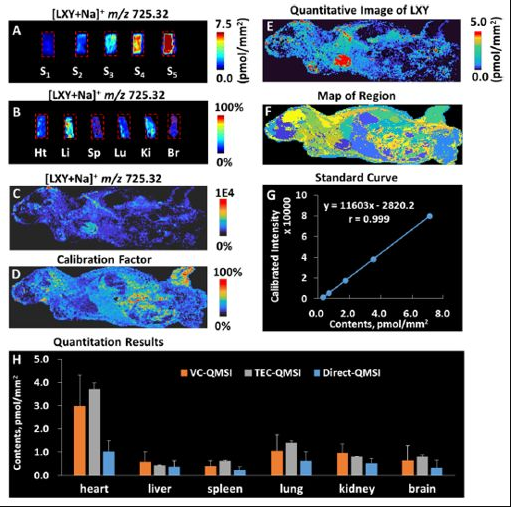 空间代谢组学实现异质性生物组织中待测物准确定量质谱成像