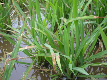 冷冻研磨仪｜水稻稻瘟病叶片研磨-净信