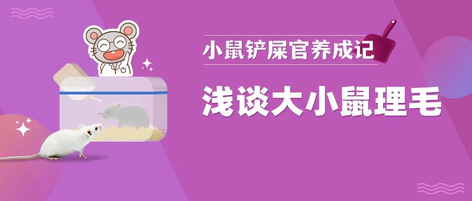 你知道你的鼠为啥变秃吗