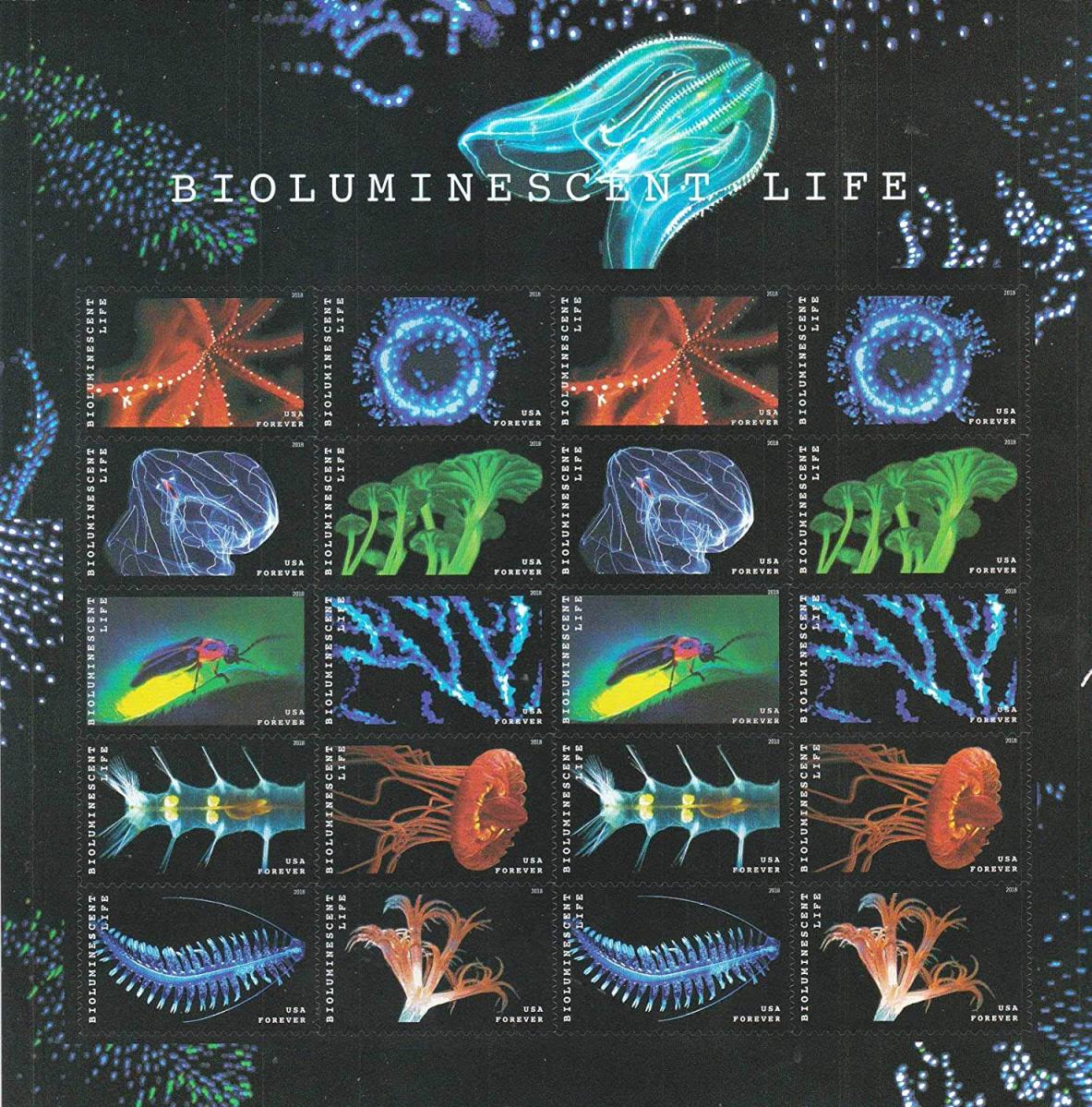 如何将自然界中的生物发光现象运用到报告基因中？