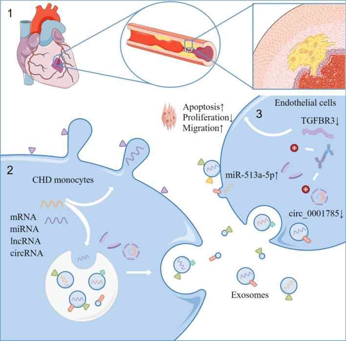 外泌体技术服务
