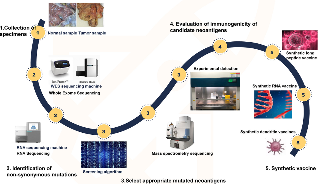 肿瘤新生抗原：从发现到免疫治疗