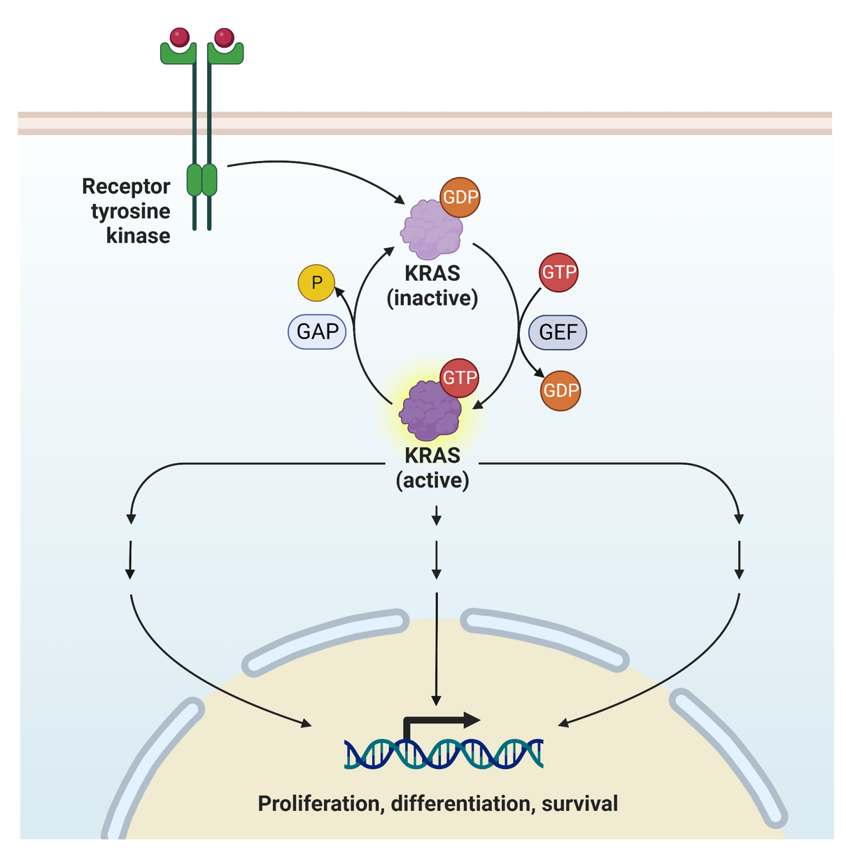 KRAS抑制剂筛选---核苷酸交换法