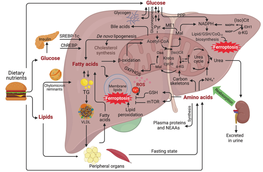 铁死亡也能治疗肝脏疾病？——一文带你了解其通路机制