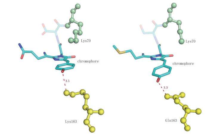 背景更低的红色荧光蛋白—mCherry