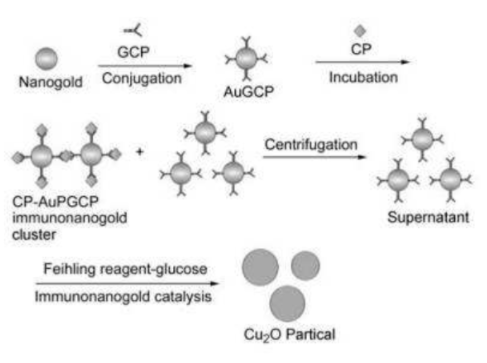 双位点CP测定KT-1876人铜蓝蛋白ELISA试剂盒方案