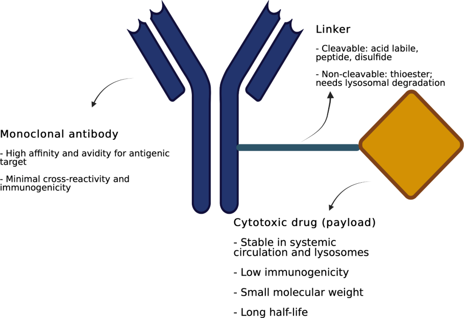 抗体偶联药物(ADC) | 精准靶向癌症的“智能生物导弹”