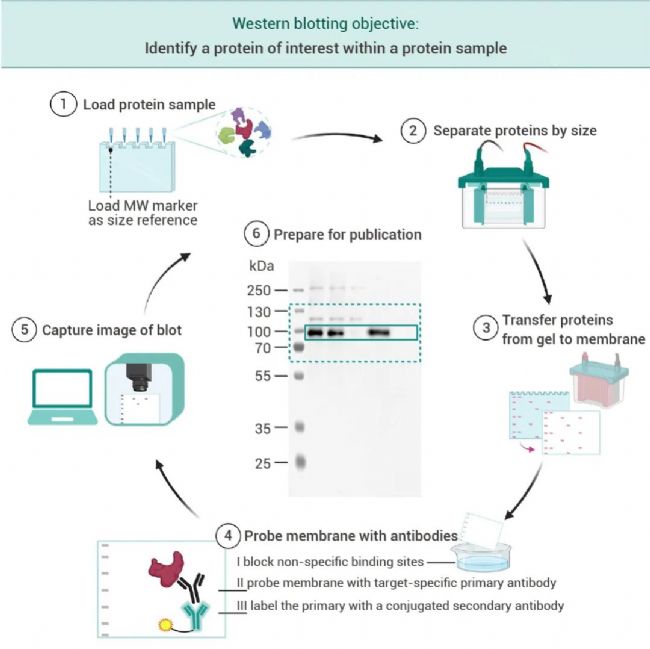 干货分享 | 蛋白质印迹的常见问题及解决方案 - MedChemExpress