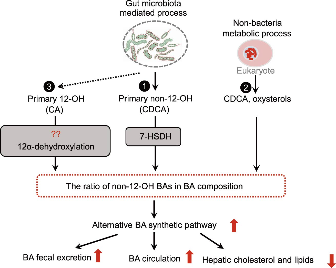Protein&Cell | 胆汁酸替代合成途径与代谢性疾病
