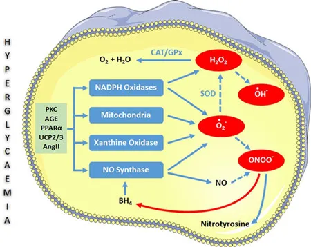 特定探针之艾美捷体外活性氧/活性氮检测试剂盒