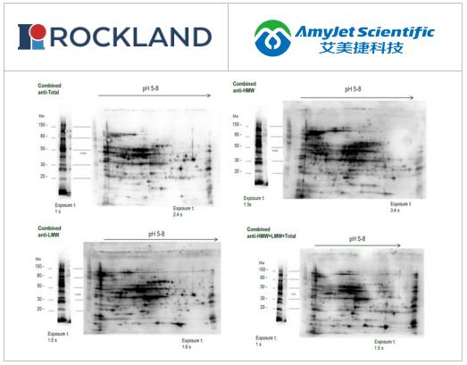 Rockland丨Rockland HCP抗体开发流程